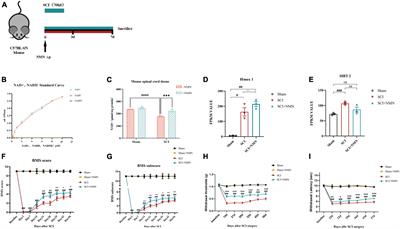 The identification of new roles for nicotinamide mononucleotide after spinal cord injury in mice: an RNA-seq and global gene expression study